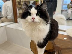 -共舞时光猫咖·狗咖(新街口店)