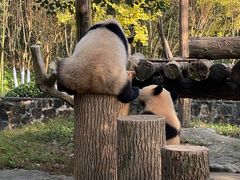 -都江堰中华大熊猫苑