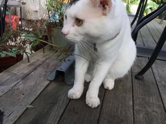 -海边的猫和咖啡馆
