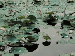 -厦门园林博览苑