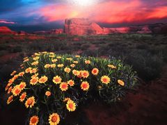 -罗红摄影艺术馆