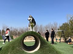 -爪吧宠物乐园·宠物泳池(温榆河示范区店)