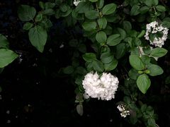 -谷咖啡·鲜花绿植花园餐厅