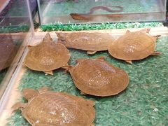 -洪湘记川湘·甲鱼馆(四海凯悦美食广场店)