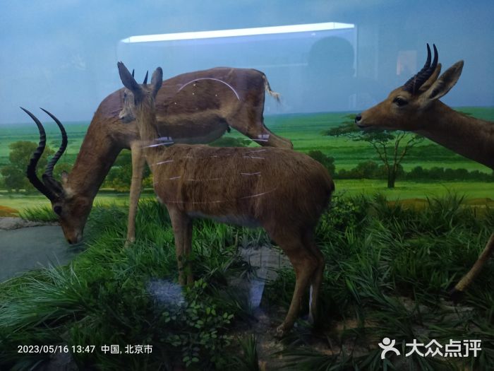 国家自然博物馆图片