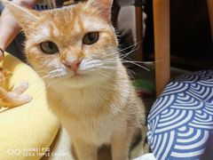 -逗柴咖啡屋·狗咖猫咖宠物桌游