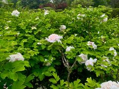 -洛阳市隋唐城遗址植物园