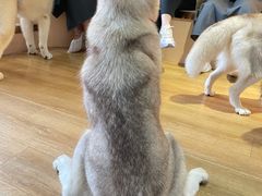 -Husky Go! 哈士奇体验馆·宠物咖啡厅狗咖