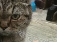 -猫咪博物馆(顶澳仔猫街店)