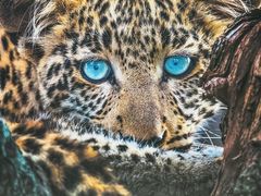 -罗红摄影艺术馆