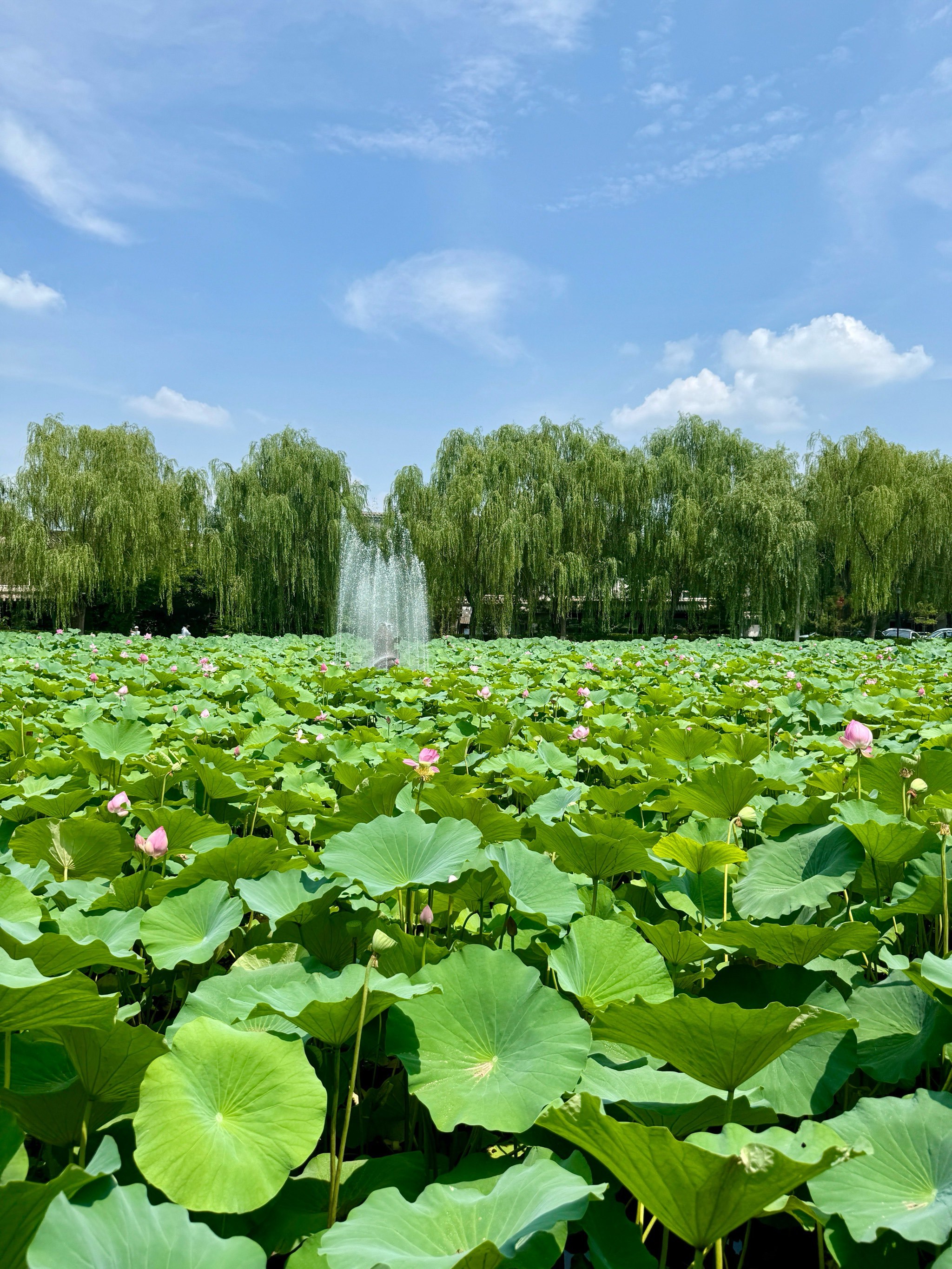 荷花都开好啦🪷就等我们喽💞