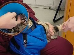 -瑞派福兴宠物医院犬猫全科·骨科·中西医结合(河东店)