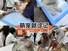 -美联众合动物医院·24h转诊中心