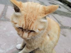 -雅安上里古镇