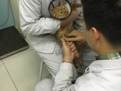 -中农大我爱我爱24h动物医院·中医针灸·猫专科·骨科医疗中心(双井店)