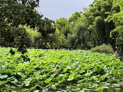 -翠湖公园