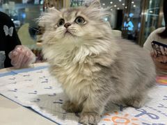 -momokira米努特·德文卷毛猫·棉花面纱犬