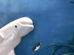 -芜湖新华联大白鲸海洋公园