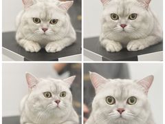 -comecome来吧宠物(奥克斯中心店)