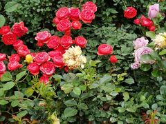 -人民公园(罗湖区)