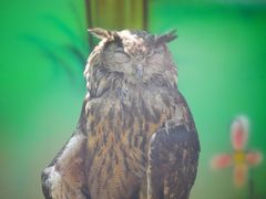 -杭州野生动物世界