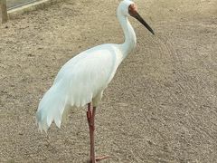 -盐城丹顶鹤湿地生态旅游区