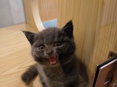 -屋虎猫馆(宝安大仟里店)