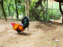 -泉州海丝野生动物世界