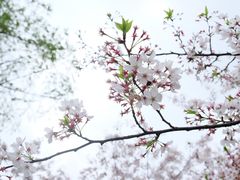 -鸡鸣寺
