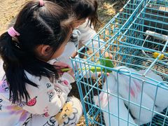 -喜杨洋草莓采摘园