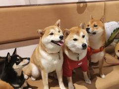 -柴务处·柴犬主题狗咖