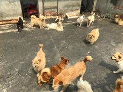 -成都爱之家动物救助中心