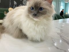 -安格丽娜·狗咖·猫咖羊驼咖(春熙路百盛商场店)