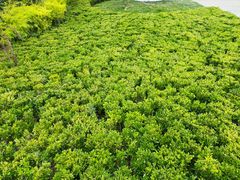 -云南邹记天麻火腿鸡(簇桥店)