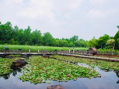 -溱湖国家湿地公园