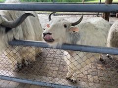 -长白岛森林公园