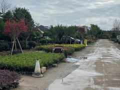 -龙大花卉苗木市场