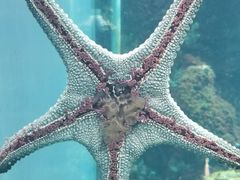 -鹿儿岛水族馆