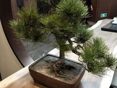 -松鹤楼·非遗·苏帮菜(融科店)