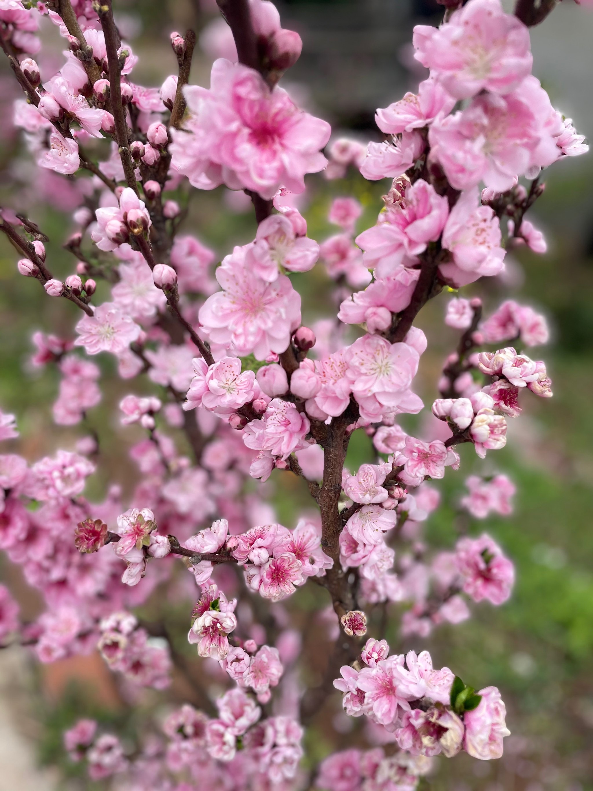 桃花像什图片