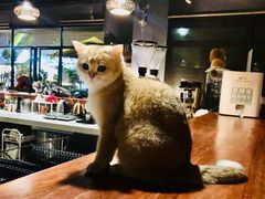 -咖法森林·咖啡  酒吧(天河店)