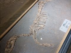 -烟台市博物馆