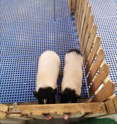 -萌宠亲子动物乐园(槐房万达店)