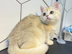 -萌兽医馆·眼科·异宠专科(三里屯店)