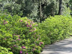 -重庆雨台山风景区