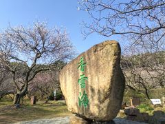 -香雪海