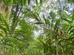 -西双版纳基诺山寨