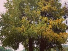 -南宁良凤江国家森林公园