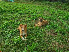 -前小桔亲子创意农场·草莓采摘·露营烧烤