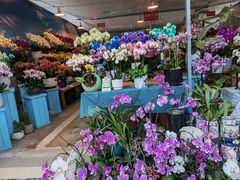 -三圣花乡旅游区